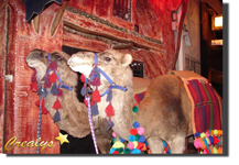 Prestations d'animaux