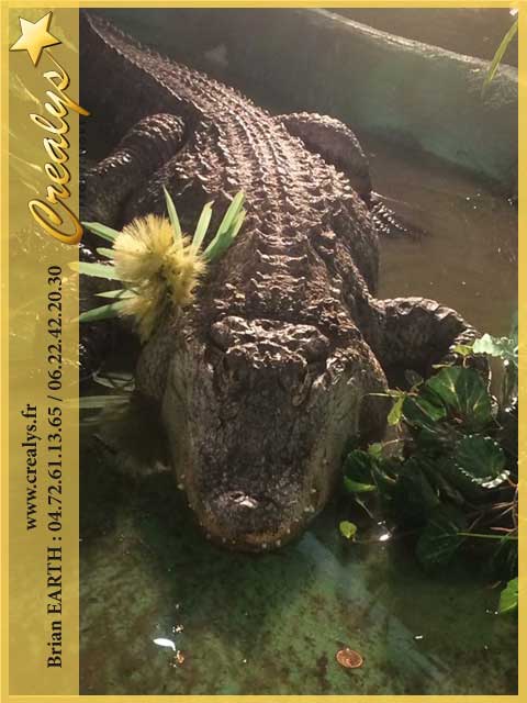 Photo crocodiles6